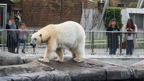 aggie polar bear|polar bears in captivity.